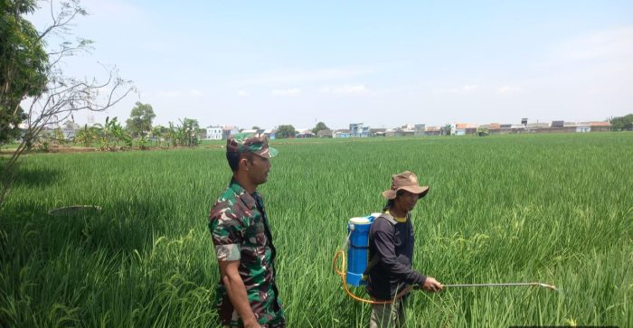 Koramil 1603 Lohbener Melaksankan Pendampingan Pertanian Penyemprotan Padi