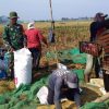 Percepatan Masa Tanam, Koramil 1605 Sukagumiwang Melaksanakan Monitor Pendampingan Pengolahan Lahan Sawah