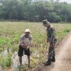 Dukung Program Ketahanan Pangan, Koramil 1605 Sukagumiwang Monitor Pendampingan pengolahan Lahan Sawah