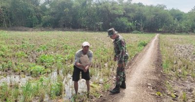 Dukung Program Ketahanan Pangan, Koramil 1605 Sukagumiwang Monitor Pendampingan pengolahan Lahan Sawah