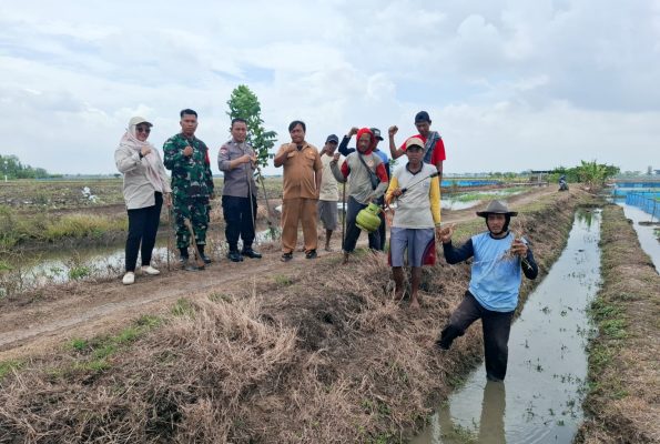 Dengan Semangat, Babinsa Koramil 1601 Indramayu Bersama Petani Melaksanakan Gropyokan Tikus