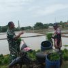 Tingkatan Hasil Pertanian, Babinsa Koramil 1602 Sindang Melaksanakan Kegiatan Pendampingan Petani