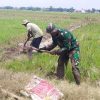 Babinsa Hebat, Koramil 1605 Sukagumiwang Bantu Melaksanakan Pengolahan Lahan Sawah Milik Petani