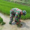 Wujudkan Ketahanan Pangan, Babinsa Koramil 1602 Sindang Bantu Petani Turun Kesawah