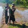 Percepatan Musim Tanam, Babinsa Koramil 1605 Sukagumiwang Melaksanakan Pendampingan Pengolahan Sawah