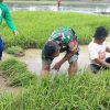 Babinsa Keren, Anggota Koramil 1609 Juntinyuat Bantu Kegiatan Petani Turun Langsung Kesawah