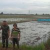 Babinsa Koramil 1605 Sukagumiwang Melakukan Pendampingan Pengolahan Lahan Sawah Desa Tulungagung