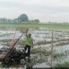 Babinsa Koramil 1604 Jatibarang Melaksanakan Monitor Pendampingan Pengolahan Lahan Sawah