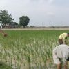 Tingkatkan Program Ketahanan Pangan, Babinsa Koramil 1605 Sukagumiwang Melakukan Pendampingan Pengolahan Lahan Sawah