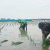 Babinsa Keren, Anggota Koramil 1609 Juntinyuat Bantu Penanaman Padi Secara Konvensional di Lahan Sawah