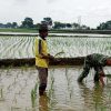 Keren, Babinsa Koramil 1602 Sindang Bantu Petani Melakukan Penanaman Padi di Sawah Secara Konvensional