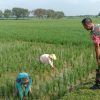 Koramil 1604 Jatibarang Melaksanakan Monitor Pendampingan Pertanian Lahan Sawah di Wilayah Kecamatan Jatibarang