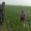 Babinsa Koramil 1605 Sukagumiwang Monitoring dan Pendampingan Perawatan Padi di Sawah Petani