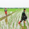 Keren, Babinsa Koramil 1602 Sindang Bantu Petani Melaksanakan Kegiatan Pemupukan di Lahan Persawahan