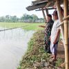 Pendampingan Pertanian Oleh Babinsa Koramil 1610 Krangkeng Langsung Cek Kondisi Lahan Sawah