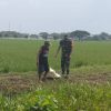 Bantu Petani Melakukan Pemeliharaan Lahan Sawah, Babinsa Koramil 1603 Lohbener Melaksankan Pendampingan Pertanian